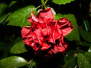 DSCN8115