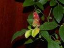DSCN8122