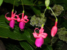 DSCN8139