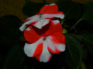 DSCN8142