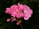 DSCN8164