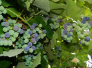 DSCN8167