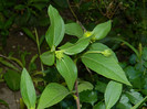 DSCN8171