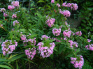 DSCN8172