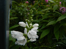 DSCN8173