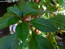 DSCN8205