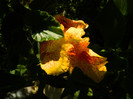 DSCN8209