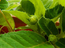 DSCN8221