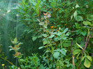 DSCN8243