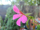 Mini Cascade Pink (2012, Aug.16)