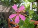 Mini Cascade Pink (2012, Aug.17)