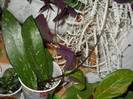 hoya publicalix