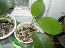 hoya australis de la Mirela