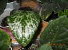 frunza chirita de la Duduta-