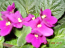 violete in noapte