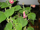kohleria in noapte