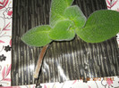 Liliacinda viridis