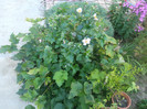 flori 2012 1033