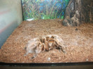 tarantula