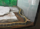 sarpele jartiera