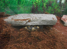 anaconda
