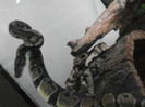 pitonul bila-regal (python regius)