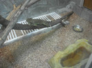 iguana verde