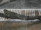 iguana verde