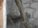 boa constrictor