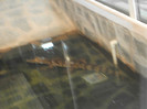 caiman
