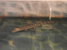 caiman