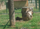 nutria