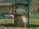 uliul şorecar