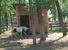 poneiul