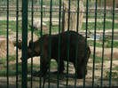 ursul brun