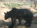 ursul brun