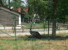 emu