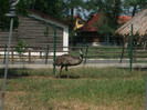 emu