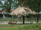 emu