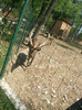 cerbul