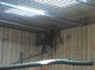 ratoni