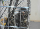mini-maimuţe marmosete