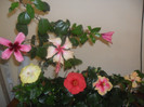 Hibiscus grup
