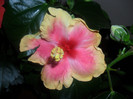 Hibiscus Oberon