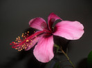 Hibiscus Fidjian Island