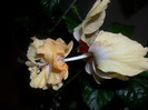 Hibiscus El Capitolio Sport