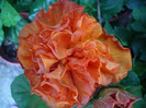 P1170304