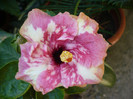 P1170306