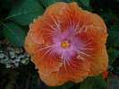 P1170311