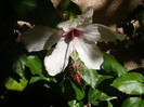 P1170327